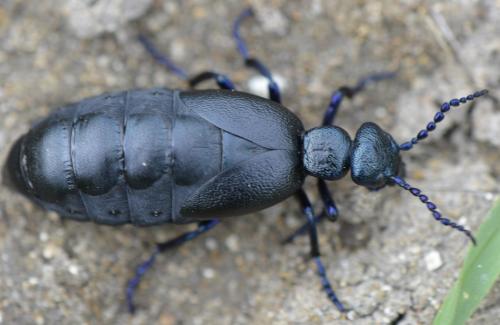Meloe proscarabaeus
